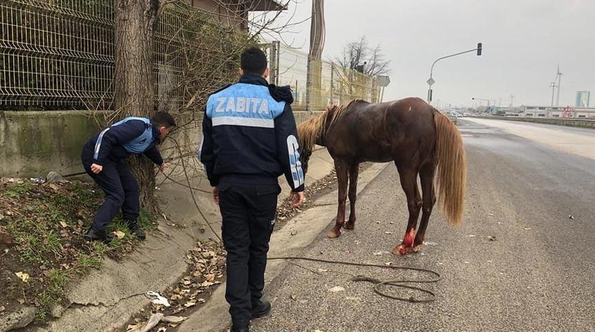 Yaralı ata ilk müdahaleyi belediye ekipleri yaptı