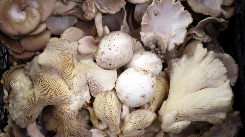 Bu mantarı tadan, diğerlerine elini sürmüyor