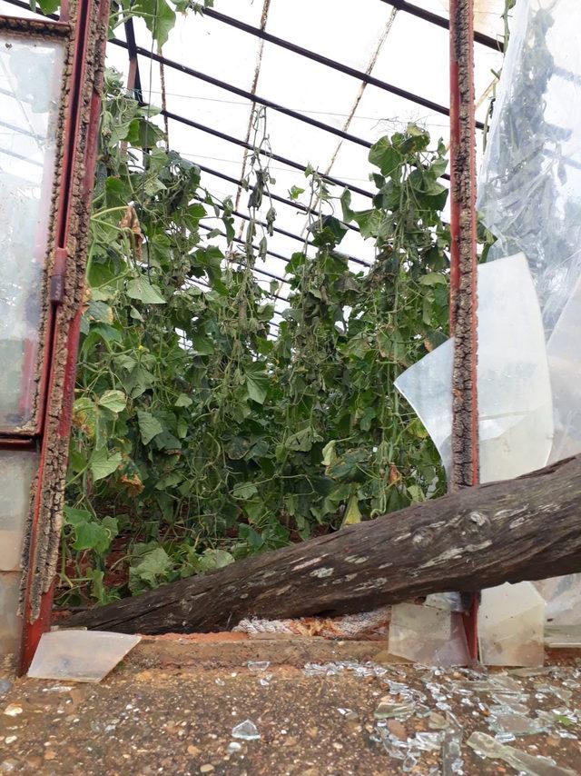 Gazipaşa'da hortum tarım alanlarına zarar verdi