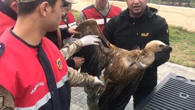 Jandarmanın yaralı halde bulduğu kızıl akbaba, tedaviye alındı