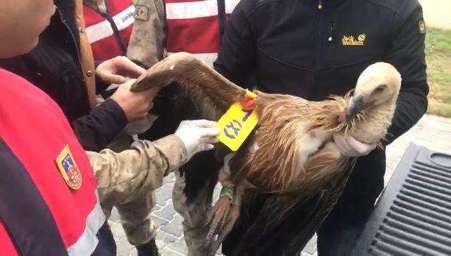 Jandarmanın yaralı halde bulduğu kızıl akbaba, tedaviye alındı