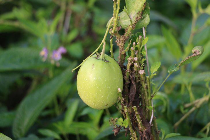 Yılda 1 milyon üretiyor! tanesi 5 lira G4