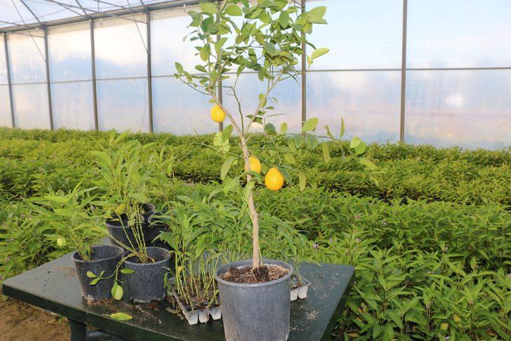 Yılda 1 milyon üretiyor! tanesi 5 lira G3