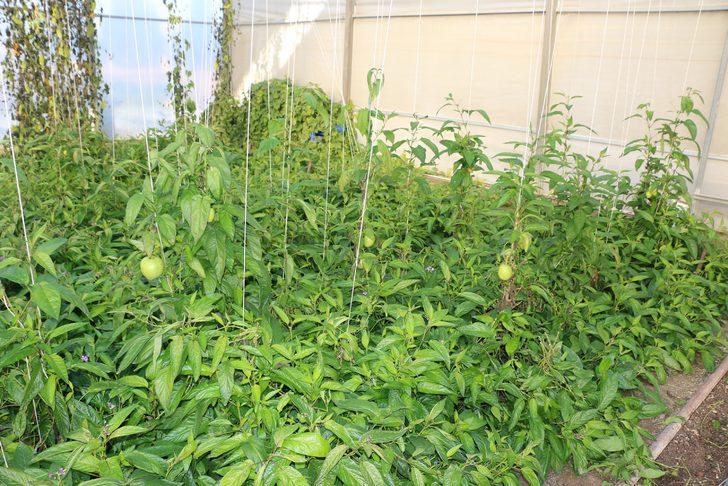 Yılda 1 milyon üretiyor! tanesi 5 lira G2