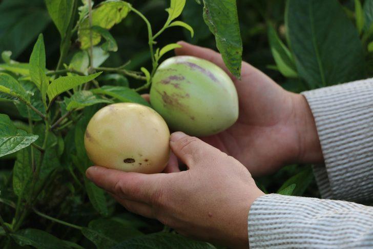 Yılda 1 milyon üretiyor! tanesi 5 lira G1