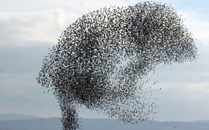 Sığırcıkların görsel şöleni  G1