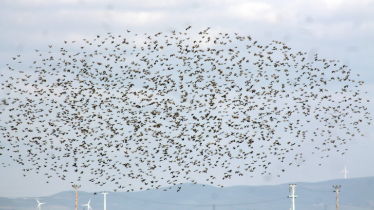 Sığırcıkların görsel şöleni  G2