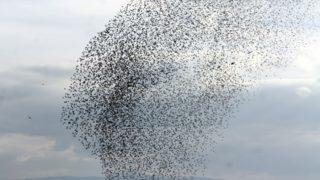 Sığırcıkların görsel şöleni 