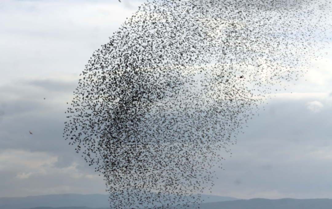 Sığırcıkların g&ouml;rsel ş&ouml;leni 