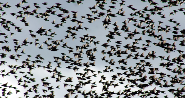 Sığırcıkların görsel şöleni  G4