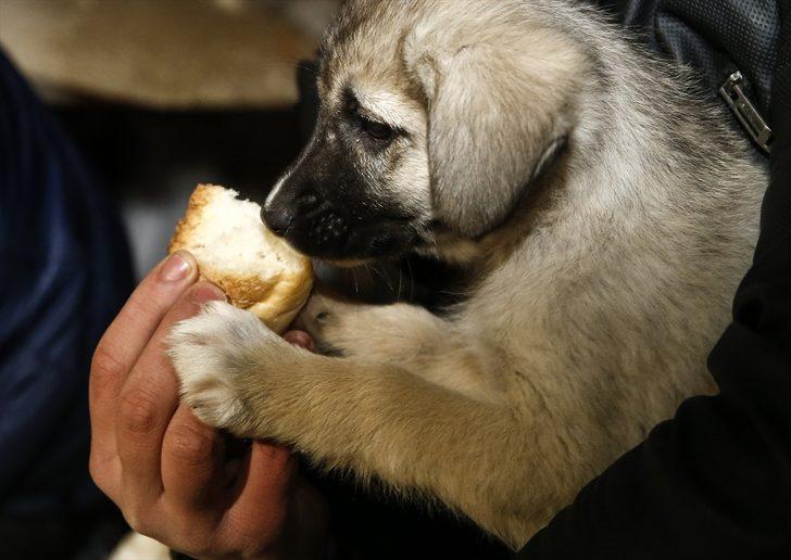  Köpek yavrularını donmaktan son anda kurtardılar G1