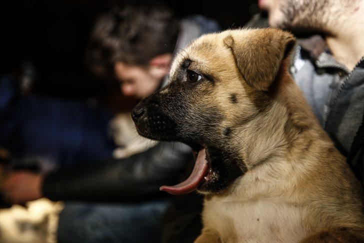  Köpek yavrularını donmaktan son anda kurtardılar G2