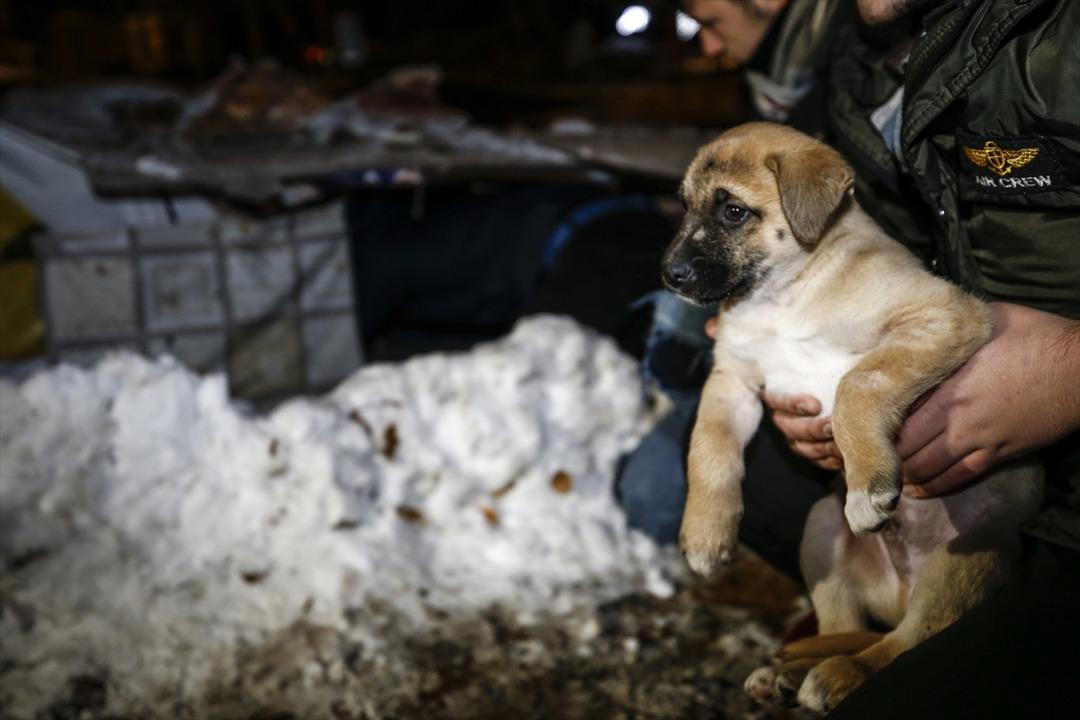  K&ouml;pek yavrularını donmaktan son anda kurtardılar