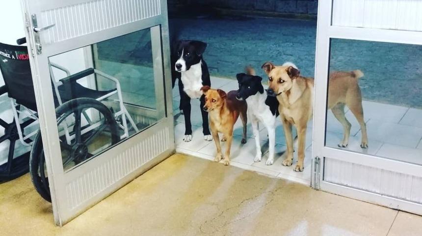 Sokakta yaşayan sahiplerini hastane kapısında b&ouml;yle beklediler