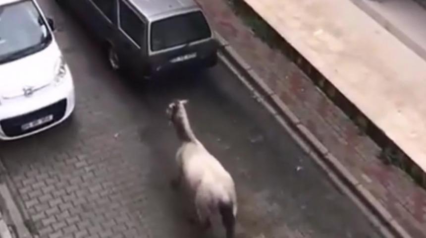 Atı, otomobilin arkasına bağlamıştı! Cezası belli oldu