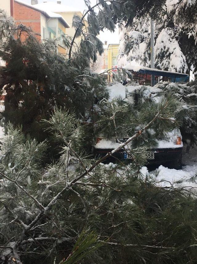 Kar yağışına dayanamayan ağaç, kökünden söküldü