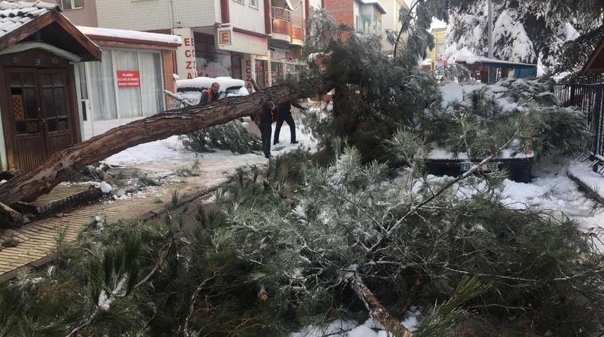 Kar yağışına dayanamayan ağaç, kökünden söküldü