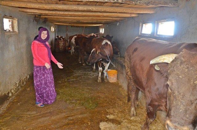 Genç Çiftçi desteği ile aldığı inekleri 3’e katladı