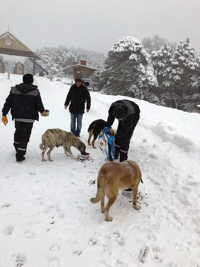 Uludağ'da donmak üzere olan sokak hayvanları kurtarıldı