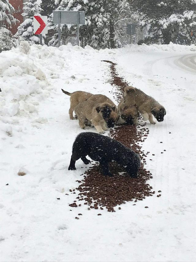 Uludağ'da donmak üzere olan sokak hayvanları kurtarıldı