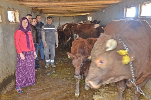 'Genç çiftçi' projesiyle büyükbaş hibe edilen Feride, kadınlara örnek olmak istiyor