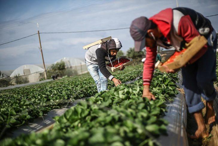 Gazze'de ablukayı 'kırmızı altın' ile deliyorlar  G1