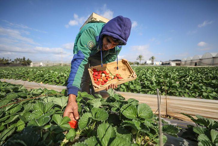 Gazze'de ablukayı 'kırmızı altın' ile deliyorlar  G2