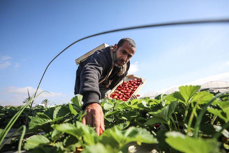 Gazze'de ablukayı 'kırmızı altın' ile deliyorlar  G3