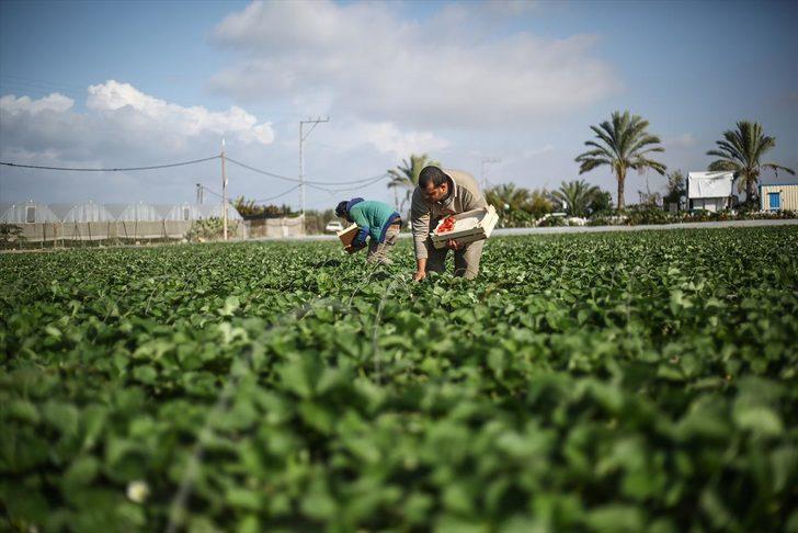 Gazze'de ablukayı 'kırmızı altın' ile deliyorlar  G4