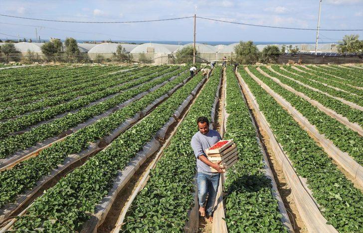 Gazze'de ablukayı 'kırmızı altın' ile deliyorlar  G5