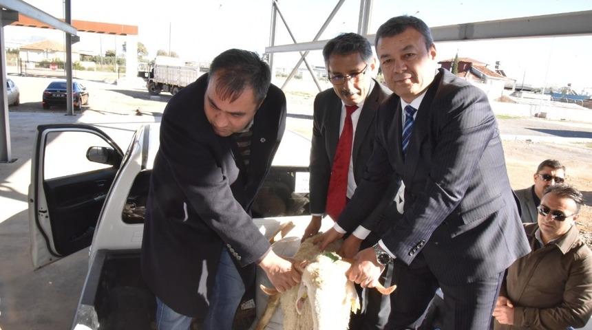 Antalyalı Gen&ccedil; &Ccedil;ift&ccedil;iler koyunlarını teslim aldı