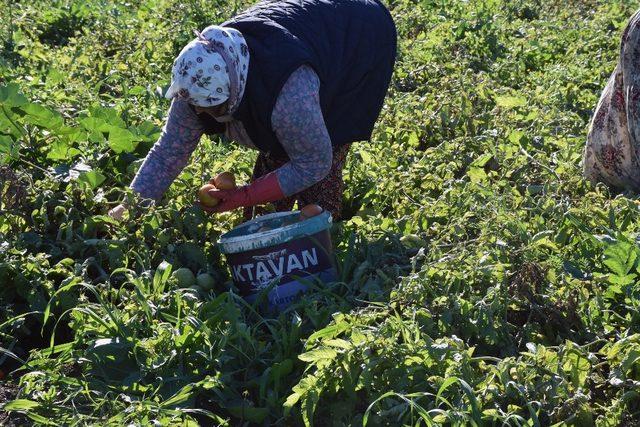 Datçalı domates üreticisinin yüzü güldü