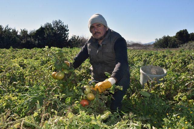 Datçalı domates üreticisinin yüzü güldü