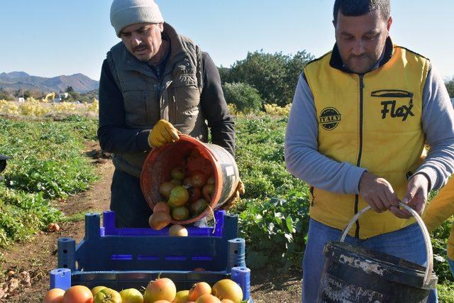 Datçalı domates üreticisinin yüzü güldü