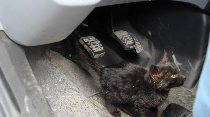 Cenaze aracına sığınan yavru kedi, donmaktan kurtarıldı