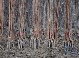 İnegöl’den 9 ülkeye fidan ihracatı