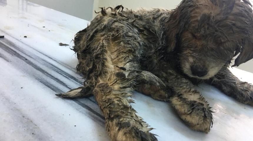 Yaralı halde bulunan yavru k&ouml;pek yaşama tutundu