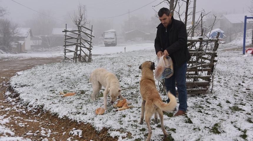 Bozüyük Belediyesi kırsaldaki sahipsiz sokak hayvanlarını unutmadı