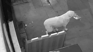 Kitap çalan köpek sosyal medyada olay oldu