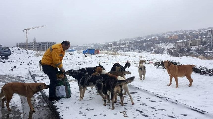 Çankaya Belediyesi sokak hayvanlarını unutmadı