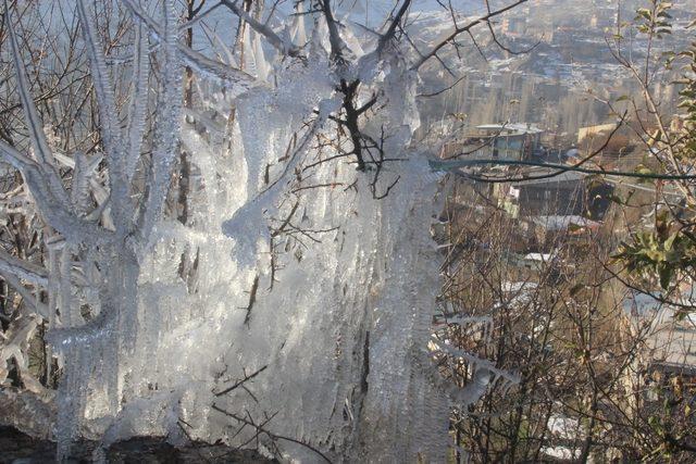 Hakkari’de ağaçları buz tuttu