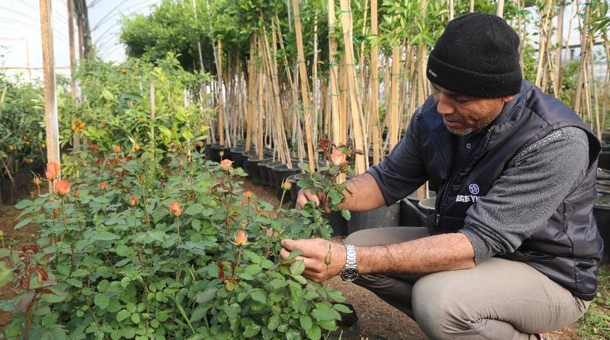 Belediye fidanlığı üretiyor, Erdemli yeşilleniyor