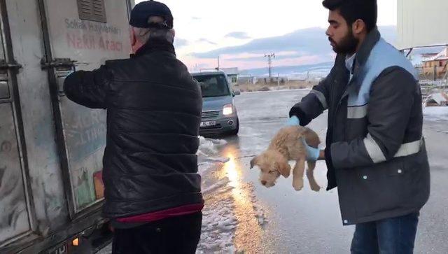 Yavru köpekler donmak üzereyken kurtarıldı