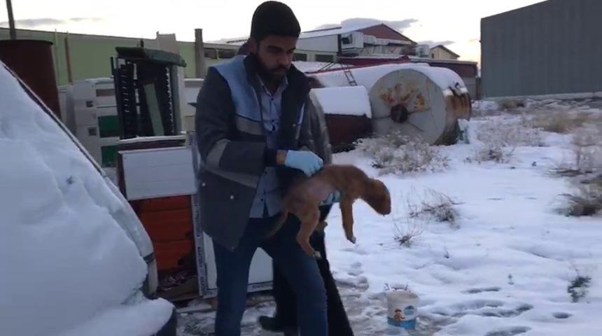 Yavru köpekler donmak üzereyken kurtarıldı