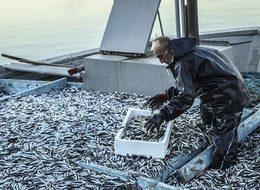 Karadeniz'de hamsinin kilosu 5 liraya düştü: İnşallah erken göç etmez...