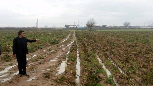 Ödemişli patates üreticilerin hasat telaşı