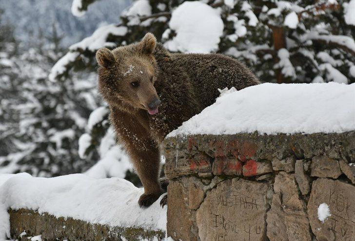 Yavru boz ayı ilçe merkezinde yiyecek aradı  G2