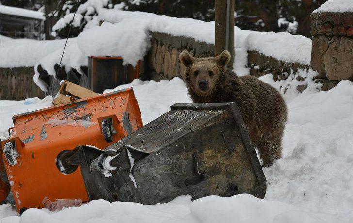 Yavru boz ayı ilçe merkezinde yiyecek aradı  G5