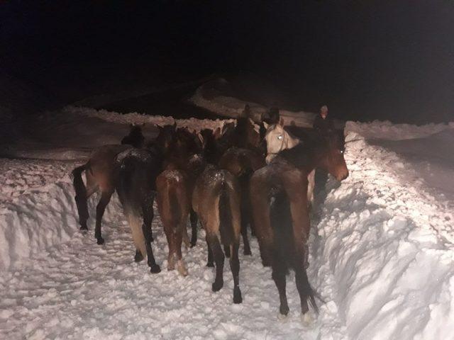 Karda mahsur kalan atlar i&ccedil;in seferberlik 1