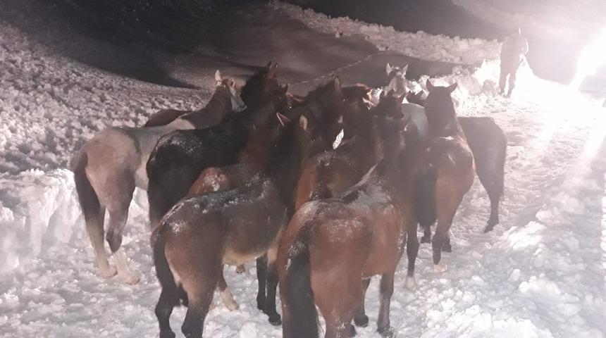 Karda mahsur kalan atlar i&ccedil;in seferberlik